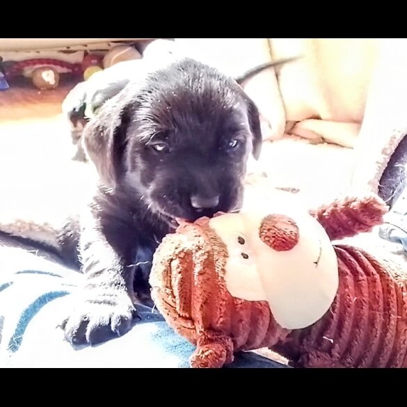Labrador Retriever - Both