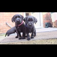 Labrador Retriever - Both