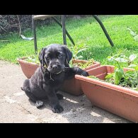 Labrador Retriever - Both