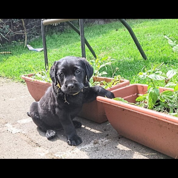 Labrador Retriever - Both