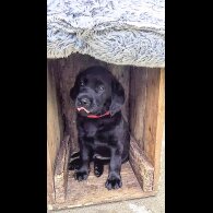 Labrador Retriever - Both