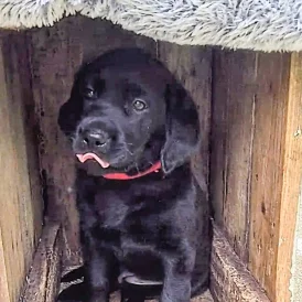 Labrador Retriever - Both