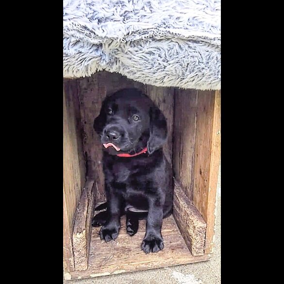 Labrador Retriever - Both