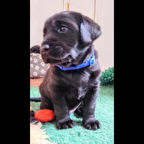 Labrador Retriever - Both