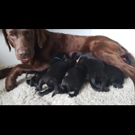 Labrador Retriever - Both