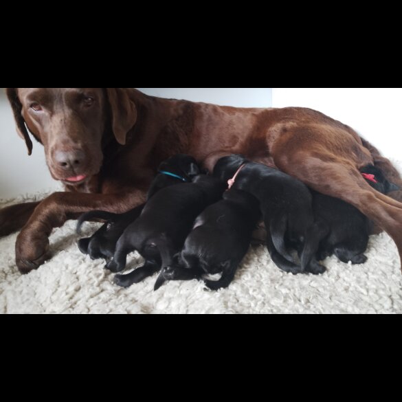 Labrador Retriever - Both