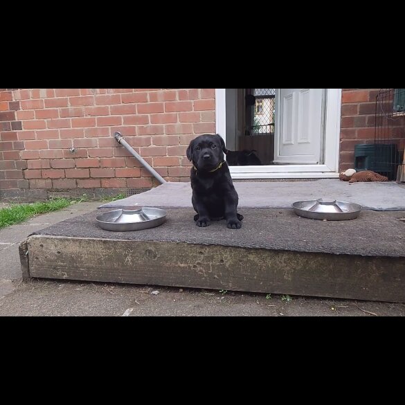 Labrador Retriever - Both