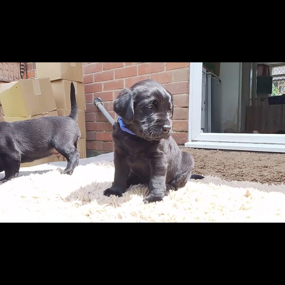 Labrador Retriever - Both