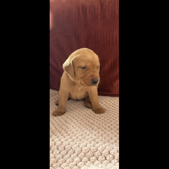 Labrador Retriever - Both
