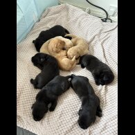 Labrador Retriever - Both