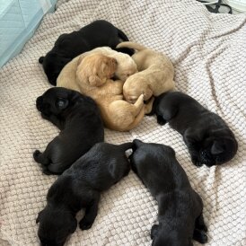 Labrador Retriever - Both