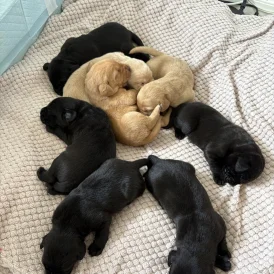Labrador Retriever - Both