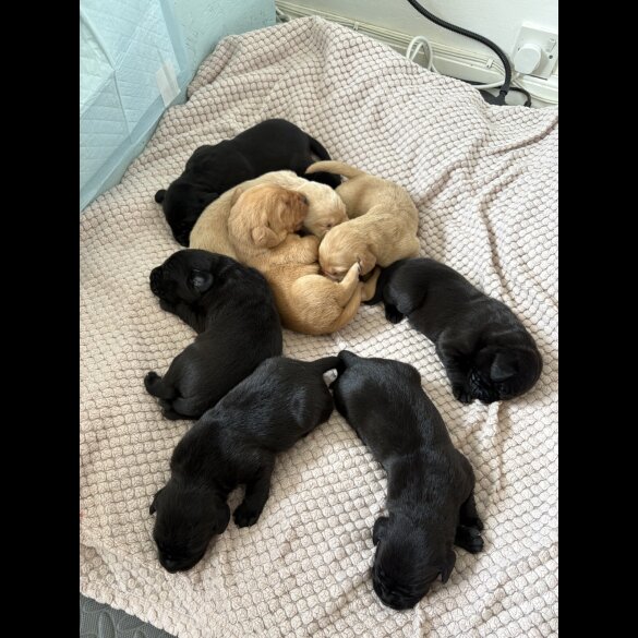 Labrador Retriever - Both