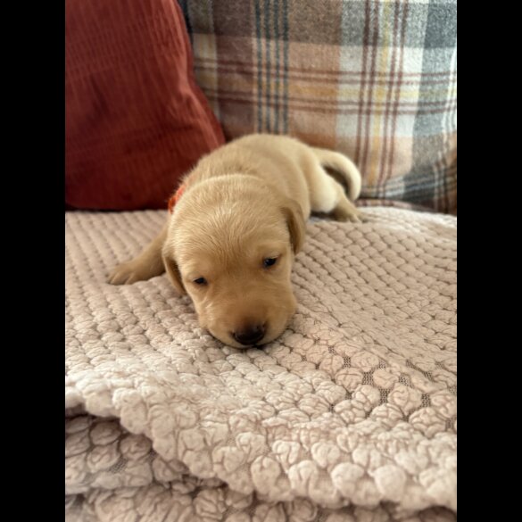 Labrador Retriever - Both