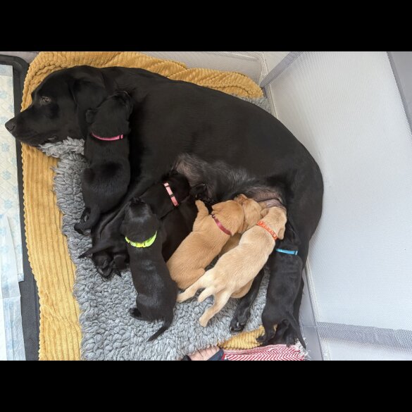 Labrador Retriever - Both