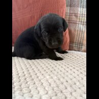 Labrador Retriever - Both