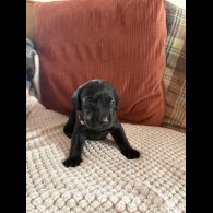 Labrador Retriever - Both