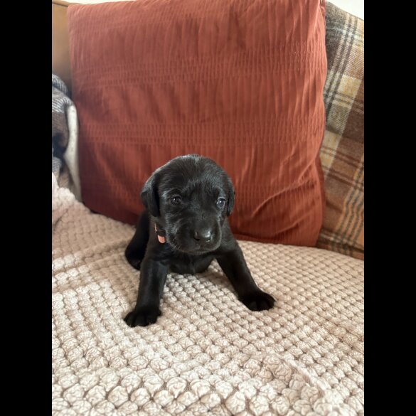 Labrador Retriever - Both