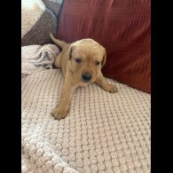 Labrador Retriever - Both