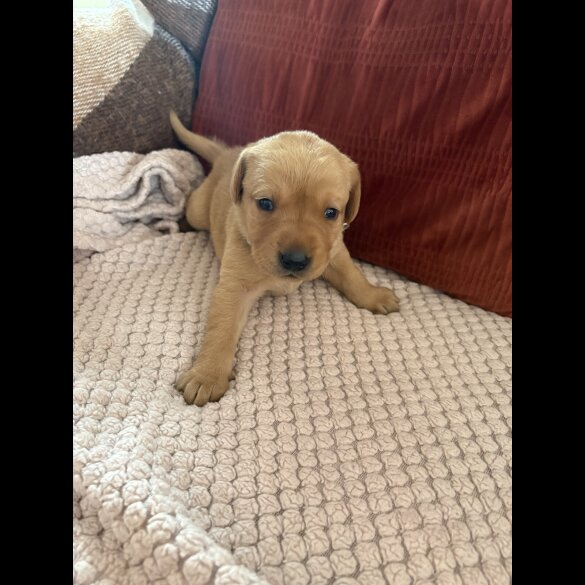 Labrador Retriever - Both