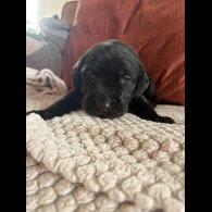 Labrador Retriever - Both
