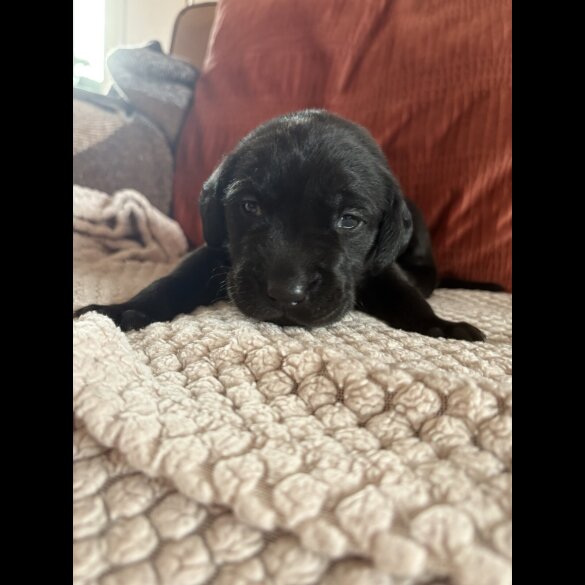 Labrador Retriever - Both