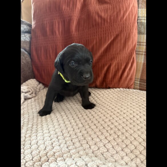Labrador Retriever - Both