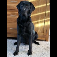 Labrador Retriever - Both