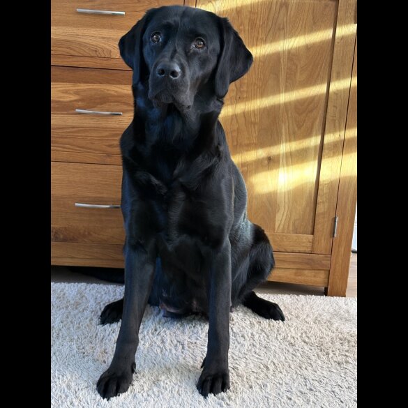 Labrador Retriever - Both