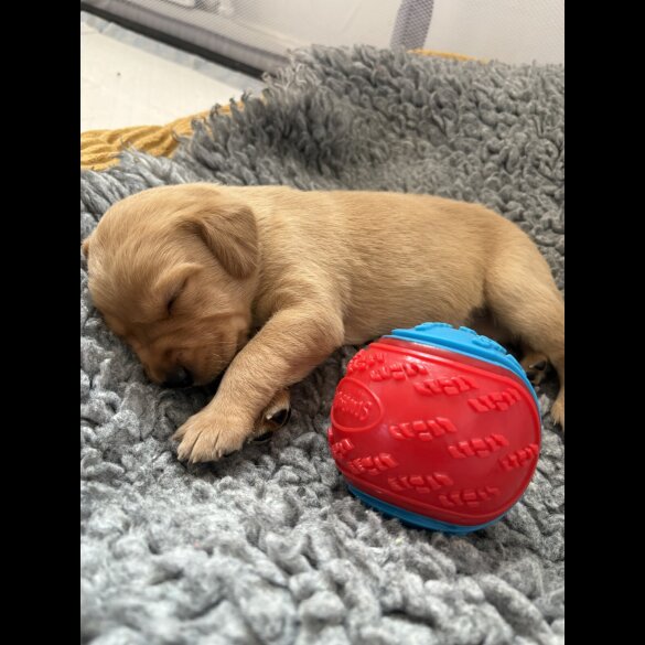 Labrador Retriever - Both
