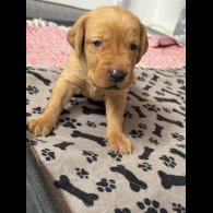 Labrador Retriever - Both