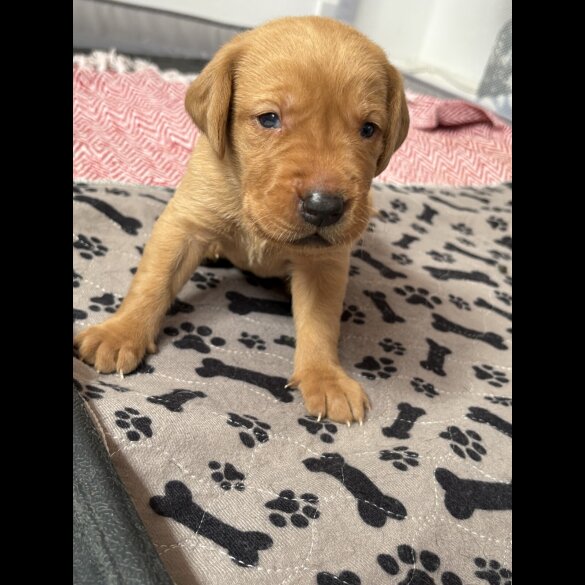 Labrador Retriever - Both