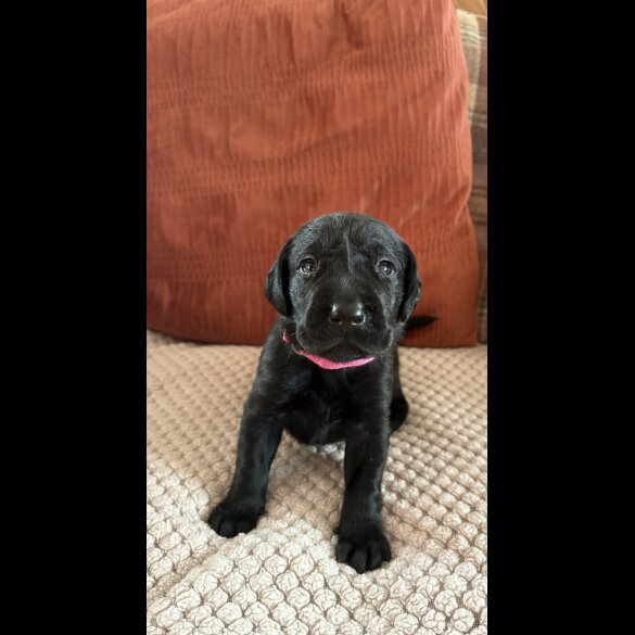 Labrador Retriever - Both