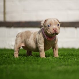 American Bulldog - Both