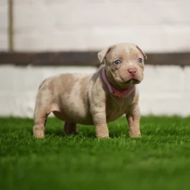 American Bulldog - Both