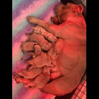 American Bulldog - Both