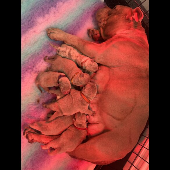 American Bulldog - Both