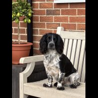 Cocker Spaniel (Working &amp; Show) - Both