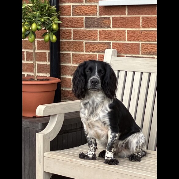 Cocker Spaniel (Working &amp; Show) - Both