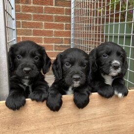 Cocker Spaniel (Working &amp; Show) - Both