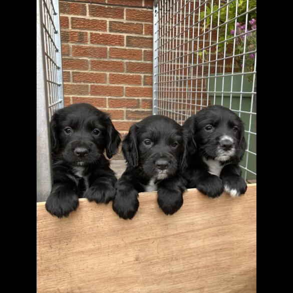 Cocker Spaniel (Working &amp; Show) - Both