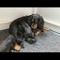 Cocker Spaniel (Working &amp; Show) - Both