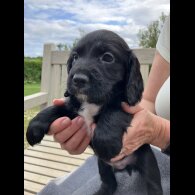 Cocker Spaniel (Working &amp; Show) - Both
