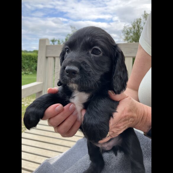Cocker Spaniel (Working &amp; Show) - Both