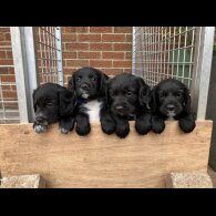 Cocker Spaniel (Working &amp; Show) - Both