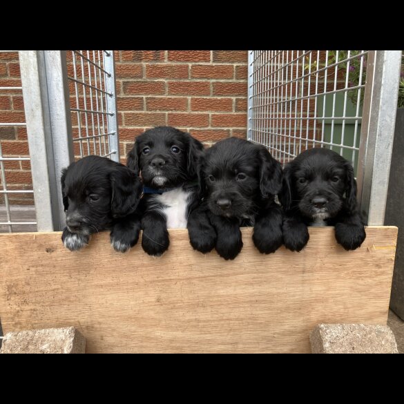 Cocker Spaniel (Working &amp; Show) - Both