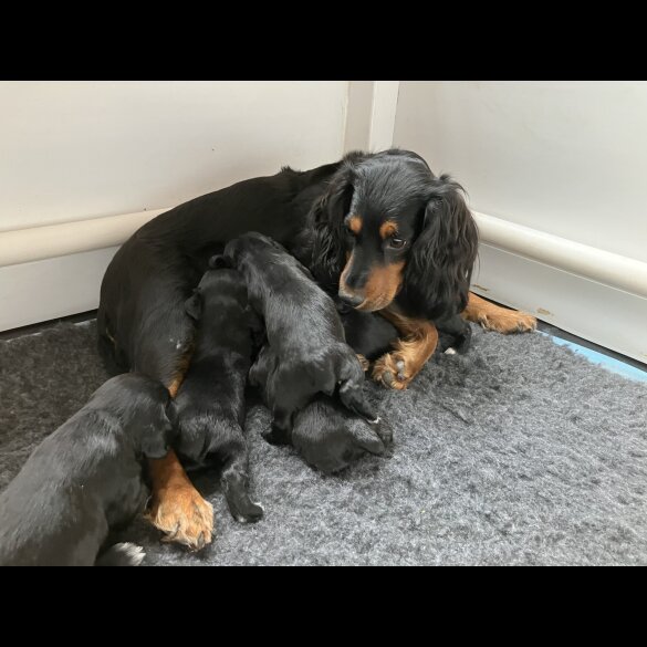 Cocker Spaniel (Working &amp; Show) - Both