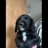 Cocker Spaniel (Working &amp; Show) - Both