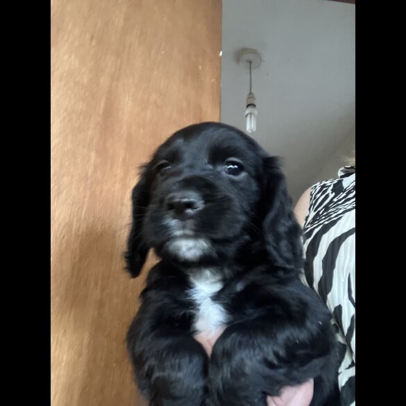 Cocker Spaniel (Working &amp; Show) - Both