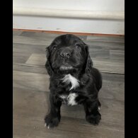 Cocker Spaniel (Working &amp; Show) - Both